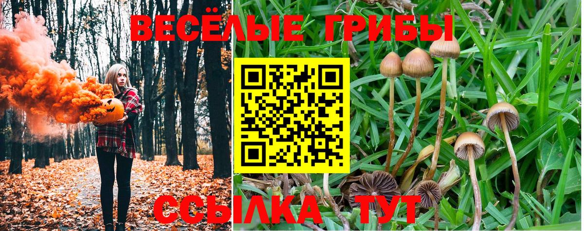 Галлюциногенные грибы прущие грибы  Кашира  Псилоцибиновые грибы Psilocybe 